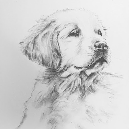 dog portraits work with williams